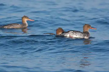 AFボーグ BORG71FLで撮影した野鳥・ウミアイサの写真画像
