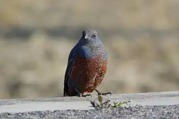 AFボーグ BORG71FLで撮影した野鳥・イソヒヨドリの写真画像