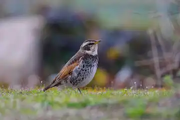 BORG71FLで撮影した野鳥・ツグミの写真画像