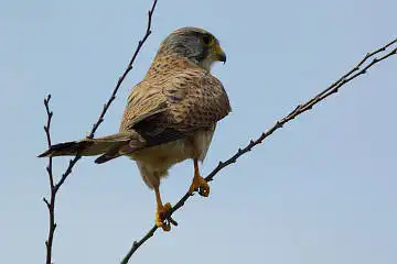 BORG71FLで撮影した野鳥・チョウゲンボウの写真画像