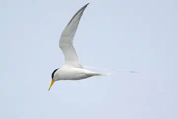 BORG71FLで撮影した野鳥・コアジサシの写真画像