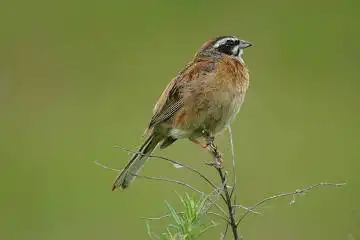 BORG71FLで撮影した野鳥・ホオジロの写真画像