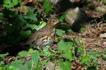 AFボーグ BORG71FLで撮影した野鳥・クロツグミの写真画像