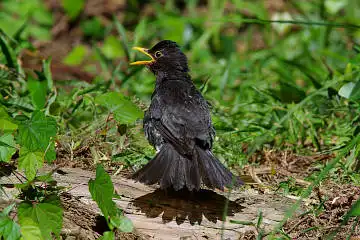 AFボーグ BORG71FLで撮影した野鳥・クロツグミの写真画像