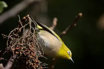 AFボーグ BORG71FLで撮影した野鳥・メジロの写真画像