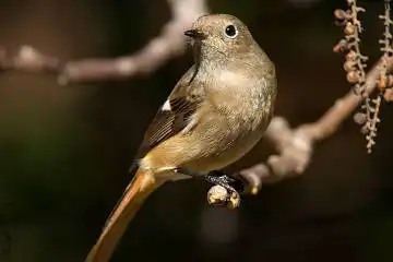 AFボーグ BORG71FLで撮影した野鳥・ジョウビタキの写真画像