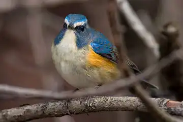 AFボーグ BORG71FLで撮影した野鳥・ルリビタキの写真画像