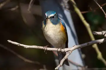 AFボーグ BORG71FLで撮影した野鳥・ルリビタキの写真画像