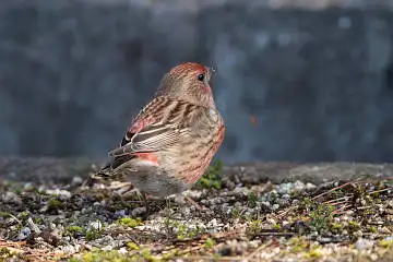AFボーグ BORG71FLで撮影した野鳥・オオマシコの写真画像
