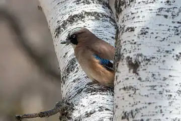 AFボーグ BORG71FLで撮影した野鳥・カケスの写真画像