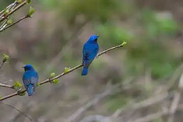 AFボーグ BORG71FLで撮影した野鳥・オオルリの写真画像