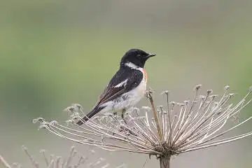 AFボーグ BORG71FLで撮影した野鳥・ノビタキの写真画像