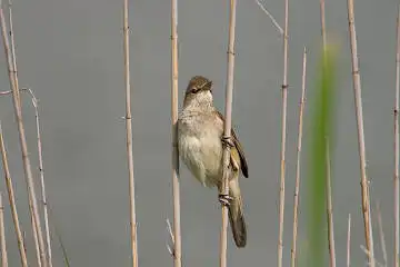 AFボーグ BORG71FLで撮影した野鳥・オオヨシキリの写真画像