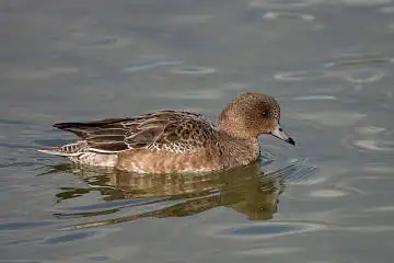 BORG71FLで撮影した野鳥・カモの写真画像