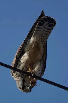 AFボーグ BORG71FLで撮影した野鳥・チョウゲンボウの写真画像