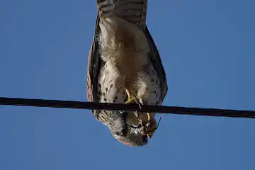 AFボーグ BORG71FLで撮影した野鳥・チョウゲンボウの写真画像
