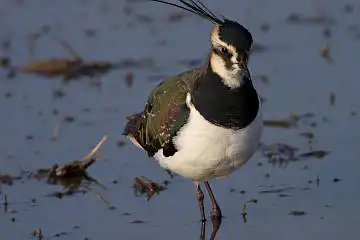 AFボーグ BORG71FLで撮影した野鳥・タゲリの写真画像