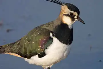 AFボーグ BORG71FLで撮影した野鳥・タゲリの写真画像