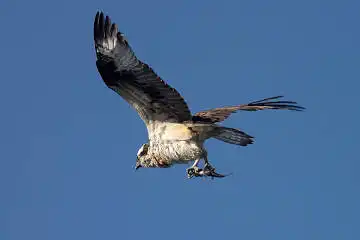 AFボーグ BORG71FLで撮影した野鳥・ミサゴの写真画像