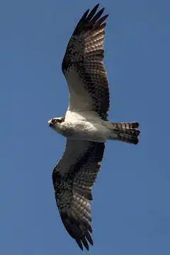 AFボーグ BORG71FLで撮影した野鳥・チョウゲンボウの写真画像