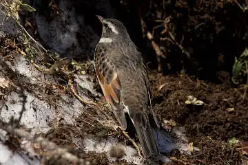 AFボーグ BORG71FLで撮影した野鳥・ツグミの写真画像