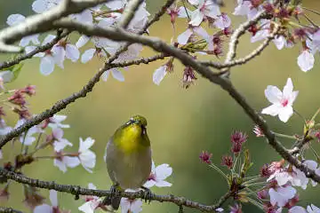 BORG71FLで撮影した野鳥・メジロの写真画像
