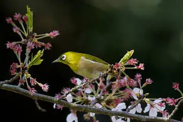 BORG71FLで撮影した野鳥・メジロの写真画像