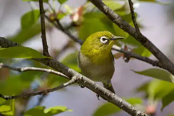 BORG71FLで撮影した野鳥・メジロの写真画像