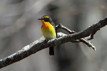 AFボーグ BORG71FLで撮影した野鳥・キビタキの写真画像