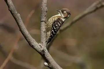 AFボーグ BORG71FLで撮影した野鳥・コゲラの写真画像