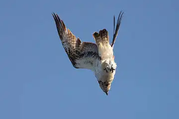 AFボーグ BORG71FLで撮影した野鳥・ミサゴの写真画像