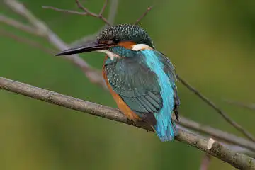AFボーグ BORG71FLで撮影した野鳥・カワセミの写真画像