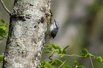 AFボーグ BORG71FLで撮影した野鳥・ゴジュウカラの写真画像