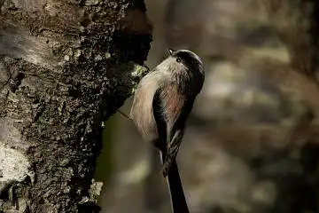 AFボーグ BORG71FLで撮影した野鳥・エナガの写真画像