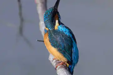 AFボーグ BORG71FLで撮影した野鳥・カワセミの写真画像