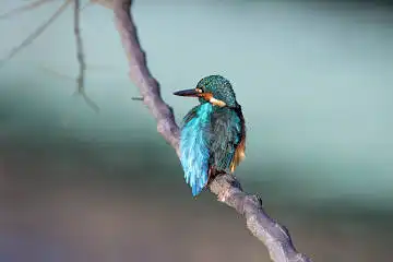 BORG71FLで撮影した野鳥・カワセミの写真画像