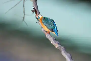 BORG71FLで撮影した野鳥・カワセミの写真画像