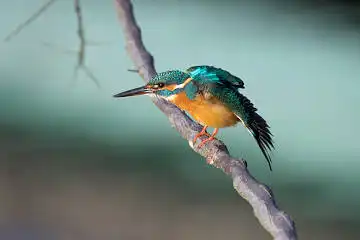 BORG71FLで撮影した野鳥・カワセミの写真画像