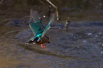 BORG71FLで撮影した野鳥・カワセミの写真画像