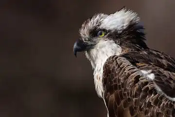 BORG71FLで撮影した野鳥・ミサゴの写真画像