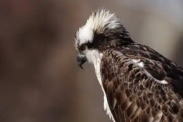BORG71FLで撮影した野鳥・ミサゴの写真画像
