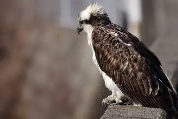 BORG71FLで撮影した野鳥・ミサゴの写真画像