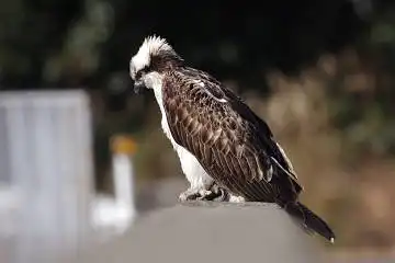 BORG71FLで撮影した野鳥・ミサゴの写真画像