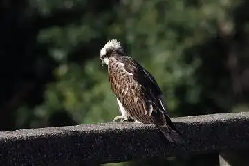 BORG71FLで撮影した野鳥・ミサゴの写真画像