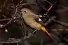 BORG71FLで撮影した野鳥・ジョウビタキの写真画像