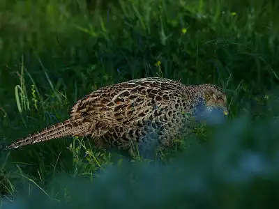 BORG77EDⅡで撮影した野鳥・キジの写真画像