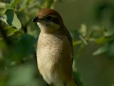 BORG77EDⅡで撮影した野鳥・モズの写真画像