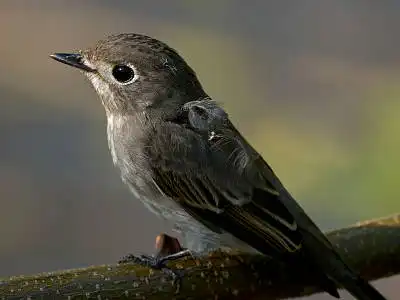 BORG77EDⅡで撮影した野鳥・コサメビタキの写真画像