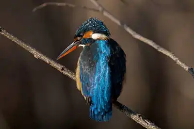 BORG77EDⅡで撮影した野鳥・カワセミの写真画像