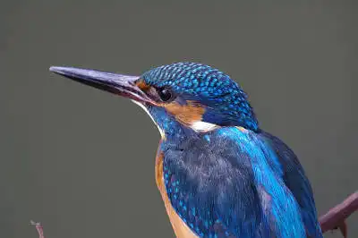 BORG77EDⅡで撮影した野鳥・カワセミの写真画像